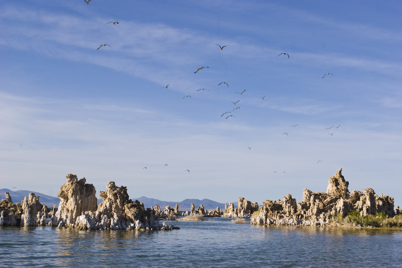 California Gulls Flying Above Mono Lake